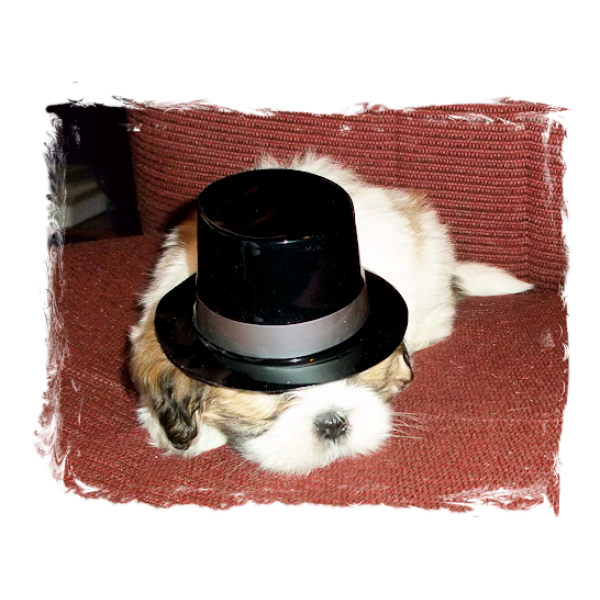 Mini Magician Black Top Hat